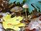 Sárgatejű kígyógomba (Mycena crocata), Bakony